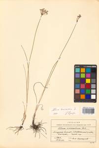 Allium tenuissimum L., Siberia, Russian Far East (S6) (Russia)
