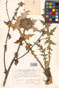 Echinops sphaerocephalus L., Eastern Europe, Moscow region (E4a) (Russia)