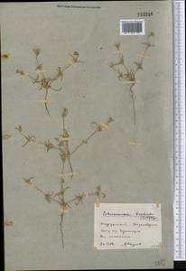 Petrosimonia brachiata (Pall.) Bunge, Middle Asia, Northern & Central Kazakhstan (M10) (Kazakhstan)