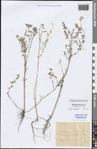 Berteroa incana (L.) DC., Eastern Europe, Central forest-and-steppe region (E6) (Russia)