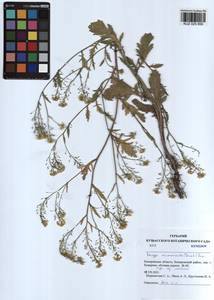 Rorippa × armoracioides (Tausch) Fuss, Siberia, Altai & Sayany Mountains (S2) (Russia)