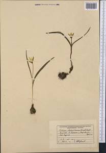 Tulipa dasystemon (Regel) Regel, Middle Asia, Northern & Central Tian Shan (M4) (Kyrgyzstan)