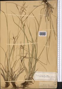 Carex diluta M.Bieb., Middle Asia, Dzungarian Alatau & Tarbagatai (M5) (Kazakhstan)