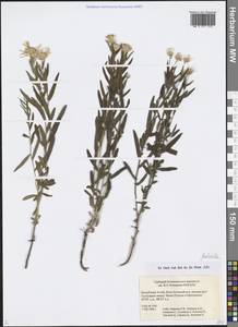 Galatella, Siberia, Altai & Sayany Mountains (S2) (Russia)