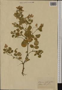 Ononis rotundifolia L., Western Europe (EUR) (Germany)