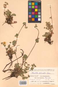 Potentilla stolonifera Lehm. ex Ledeb., Siberia, Chukotka & Kamchatka (S7) (Russia)