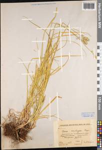 Carex spicata subsp. spicata, Eastern Europe, Central forest-and-steppe region (E6) (Russia)