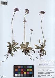 Primula farinosa L., Siberia, Altai & Sayany Mountains (S2) (Russia)