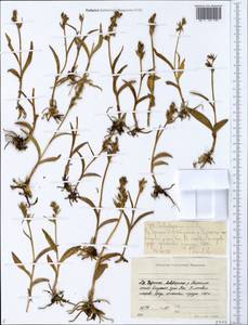 Dactylorhiza viridis (L.) R.M.Bateman, Pridgeon & M.W.Chase, Siberia, Yakutia (S5) (Russia)