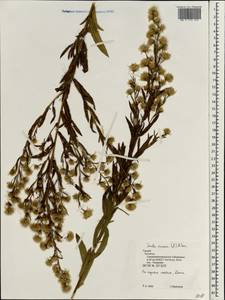 Dittrichia viscosa (L.) Greuter, South Asia, South Asia (Asia outside ex-Soviet states and Mongolia) (ASIA) (Turkey)