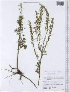 Artemisia desertorum Spreng., Siberia, Baikal & Transbaikal region (S4) (Russia)