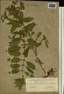 Lycopus europaeus L., Eastern Europe, Lower Volga region (E9) (Russia)