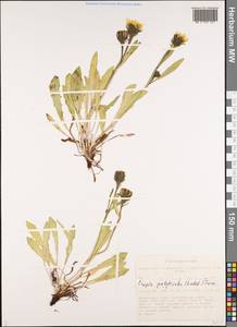 Crepis chrysantha subsp. chrysantha, Siberia, Altai & Sayany Mountains (S2) (Russia)