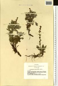 Artemisia macrantha Ledeb., Siberia, Altai & Sayany Mountains (S2) (Russia)