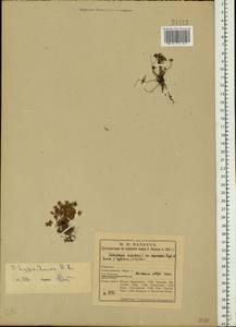 Saxifraga hyperborea R. Br., Eastern Europe, Northern region (E1) (Russia)