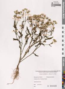 Senecio dubitabilis C.Jeffrey & Y.L.Chen, Siberia, Chukotka & Kamchatka (S7) (Russia)