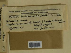 Homalia trichomanoides (Hedw.) Brid., Bryophytes, Bryophytes - Russian Far East (excl. Chukotka & Kamchatka) (B20) (Russia)