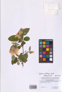 Cydonia oblonga Mill., Eastern Europe, Moscow region (E4a) (Russia)