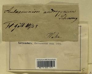 Aulacomnium androgynum (Hedw.) Schwägr., Bryophytes, Bryophytes - Western Europe (BEu) (Germany)