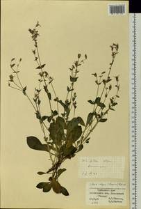 Silene olgae (Maxim.) Rohrb., Siberia, Russian Far East (S6) (Russia)