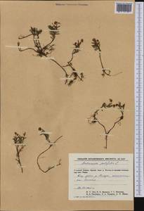 Andromeda polifolia L., Siberia, Central Siberia (S3) (Russia)