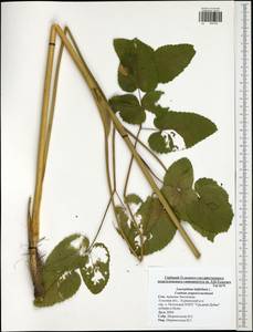 Laserpitium latifolium L., Eastern Europe, Central region (E4) (Russia)