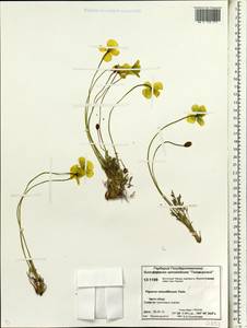 Papaver minutiflorum Tolm., Siberia, Central Siberia (S3) (Russia)