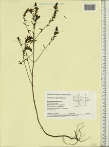Odontites vulgaris, Eastern Europe, Central region (E4) (Russia)