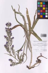 Echium vulgare L., Eastern Europe, Moscow region (E4a) (Russia)