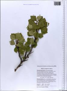 Betula pubescens var. pumila (L.) Govaerts, Eastern Europe, Northern region (E1) (Russia)