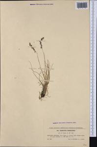 Agrostis rupestris All., Western Europe (EUR) (Slovakia)