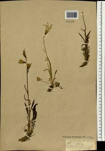 Campanula stevenii subsp. turczaninovii (Fed.) Victorov, Mongolia (MONG) (Mongolia)