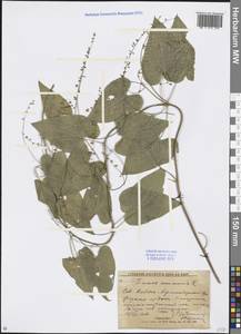 Dioscorea communis (L.) Caddick & Wilkin, Caucasus, Krasnodar Krai & Adygea (K1a) (Russia)