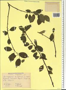 Prunus cerasifera Ehrh., Caucasus, Black Sea Shore (from Novorossiysk to Adler) (K3) (Russia)