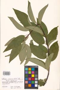 Prunus serotina Ehrh., Eastern Europe, Moscow region (E4a) (Russia)