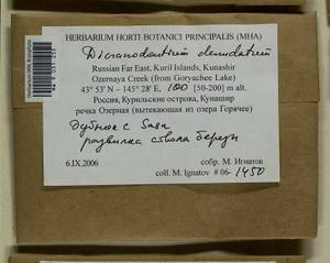 Dicranodontium denudatum (Brid.) E. Britton, Bryophytes, Bryophytes - Russian Far East (excl. Chukotka & Kamchatka) (B20) (Russia)