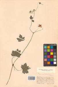 Geranium wlassovianum Fisch. ex Link, Siberia, Russian Far East (S6) (Russia)