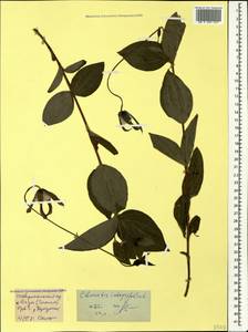 Clematis integrifolia L., Caucasus, Stavropol Krai, Karachay-Cherkessia & Kabardino-Balkaria (K1b) (Russia)