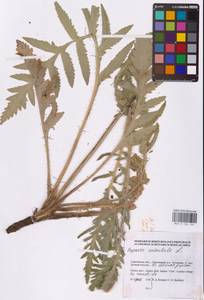 Papaver orientale L., Eastern Europe, Lower Volga region (E9) (Russia)