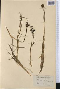 Scheuchzeria palustris L., Western Europe (EUR) (Belgium)