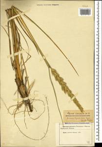 Leymus racemosus (Lam.) Tzvelev, Caucasus, Azerbaijan (K6) (Azerbaijan)