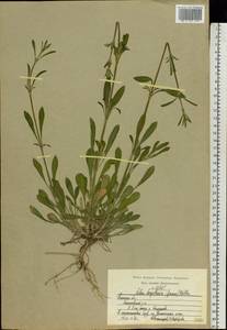 Silene borysthenica (Gruner) Walters, Eastern Europe, Central region (E4) (Russia)