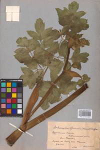 Angelica archangelica L., Eastern Europe, Central forest-and-steppe region (E6) (Russia)