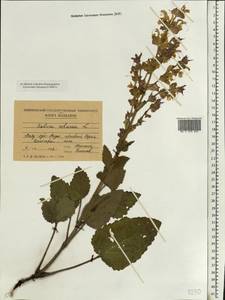 Salvia sclarea L., Eastern Europe, Moldova (E13a) (Moldova)