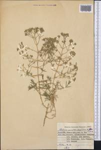 Acanthophyllum paniculatum Regel & Herd., Middle Asia, Pamir & Pamiro-Alai (M2) (Kyrgyzstan)