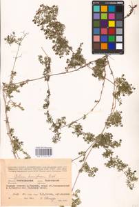 Galium humifusum M.Bieb., Eastern Europe, Lower Volga region (E9) (Russia)