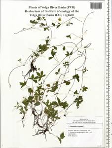 Potentilla reptans L., Eastern Europe, Middle Volga region (E8) (Russia)