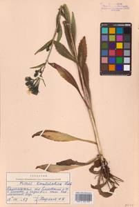 Picris hieracioides L., Siberia, Chukotka & Kamchatka (S7) (Russia)