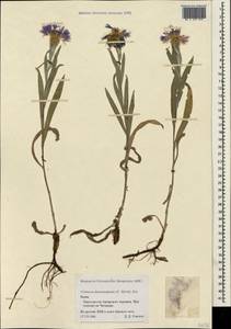 Centaurea fuscomarginata (K. Koch) Juz., Crimea (KRYM) (Russia)