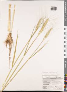 Triticum aestivum L., Eastern Europe, Central region (E4) (Russia)